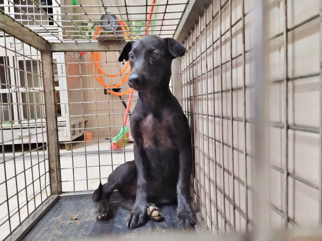 The dog, from the shelter's listing