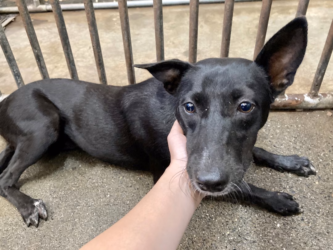 The dog, from the shelter's listing