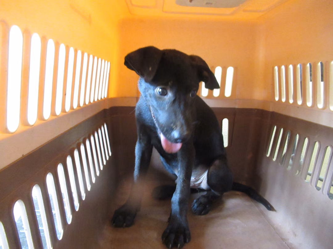 The dog, from the shelter's listing