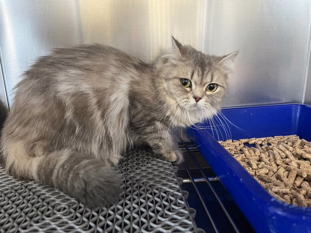 The cat, from the shelter's listing