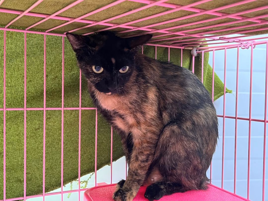The cat, from the shelter's listing