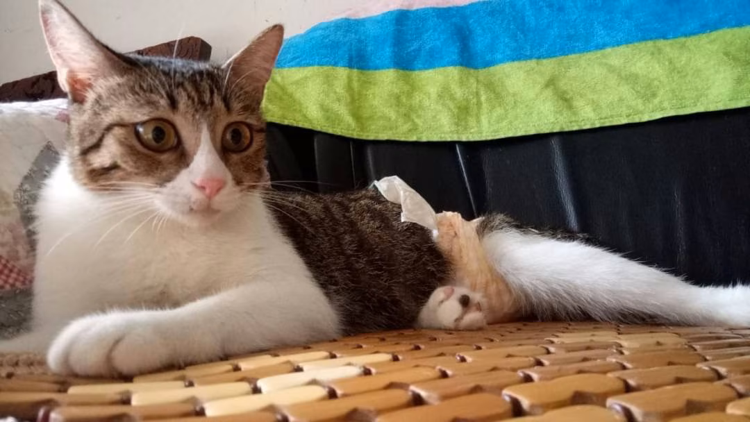 The cat, from the shelter's listing