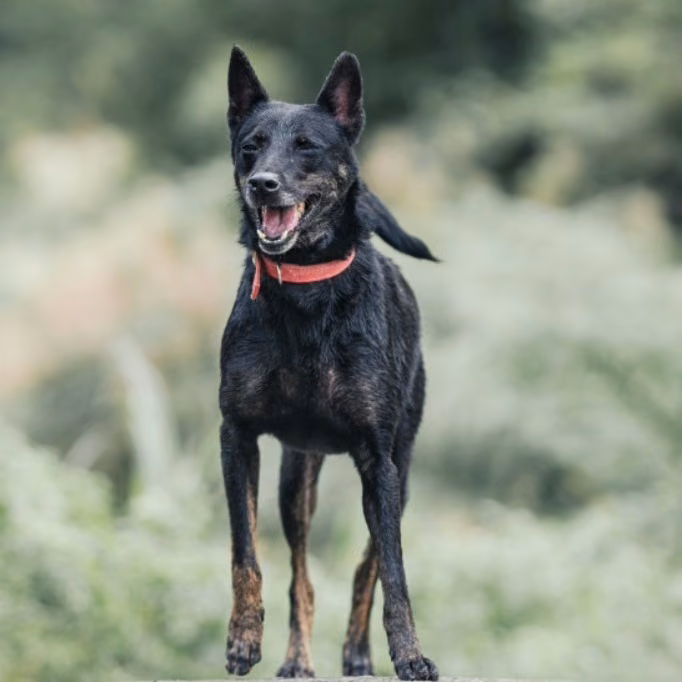 The dog, from the shelter's listing
