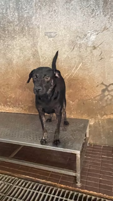 The dog, from the shelter's listing