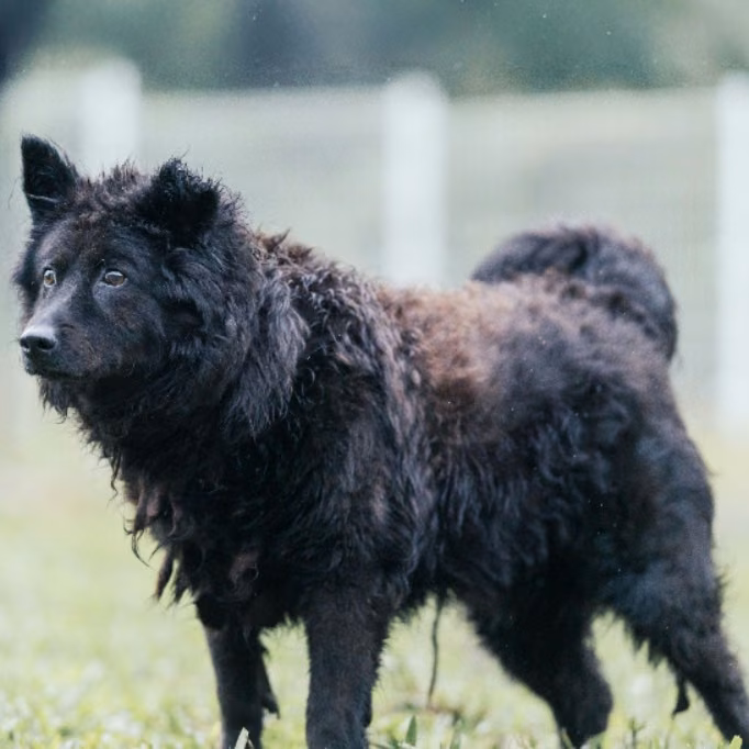 The dog, from the shelter's listing
