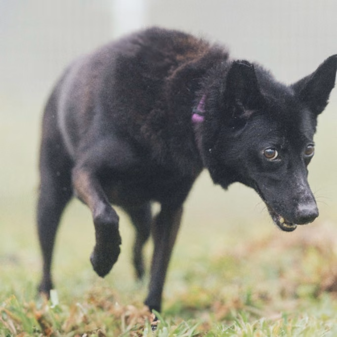 The dog, from the shelter's listing