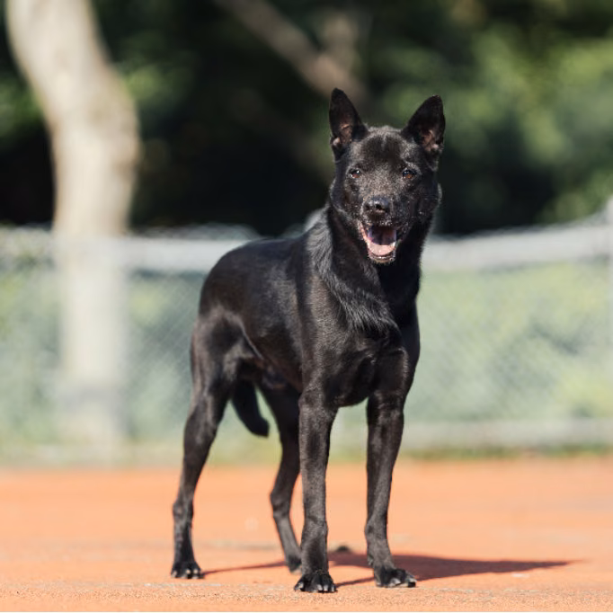 The dog, from the shelter's listing