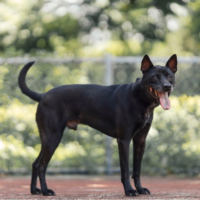 The dog, from the shelter's listing