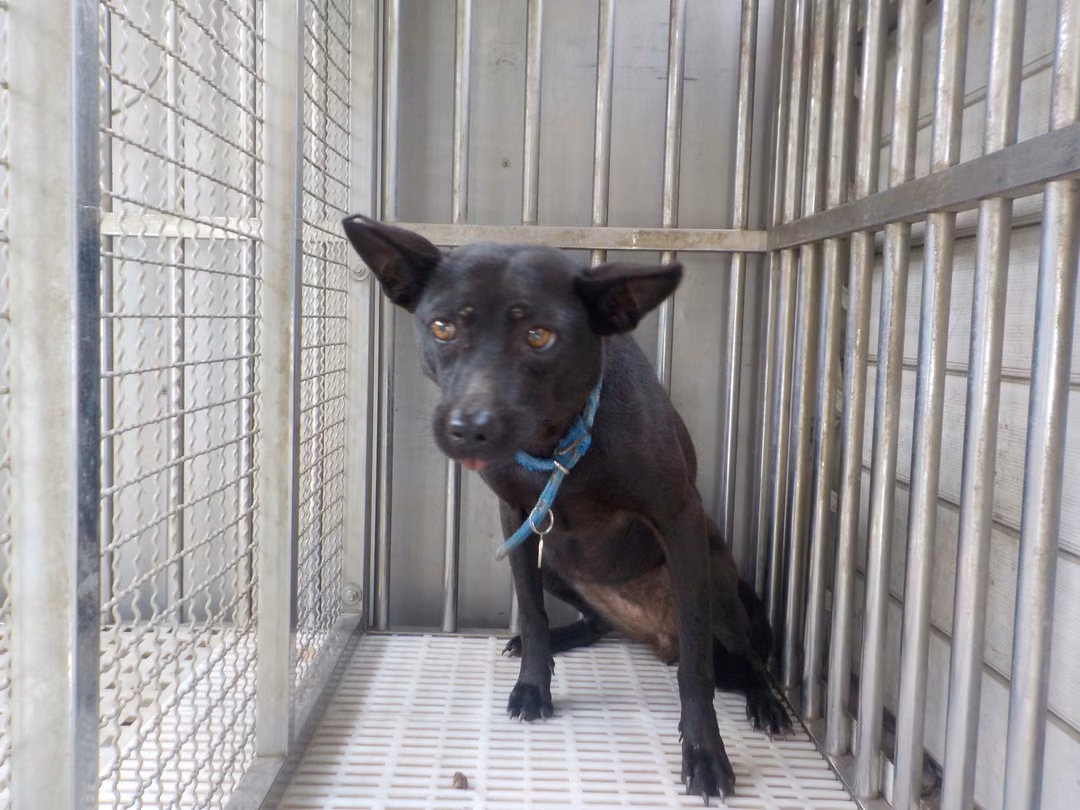 The dog, from the shelter's listing