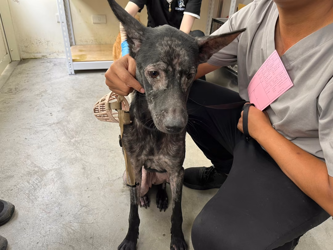 The dog, from the shelter's listing