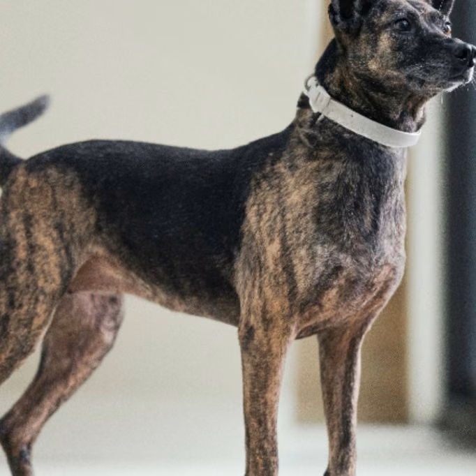 The dog, from the shelter's listing