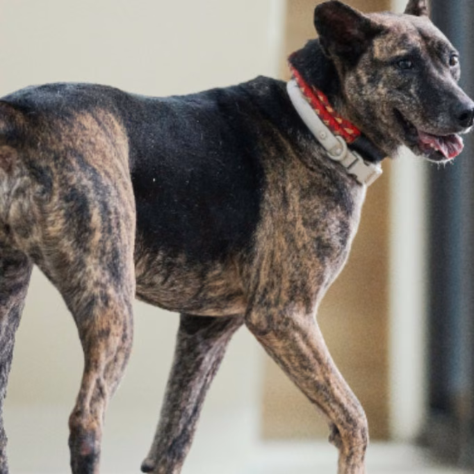 The dog, from the shelter's listing