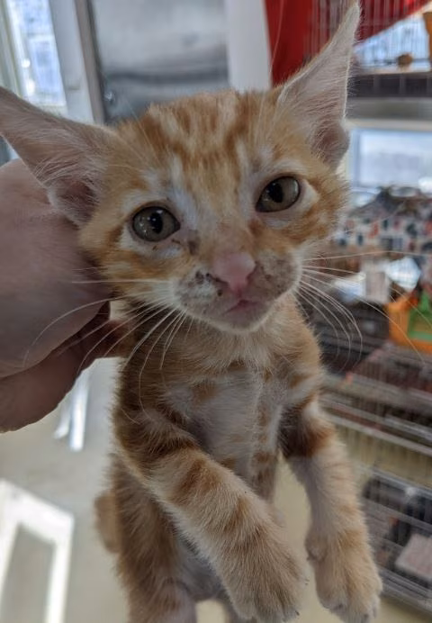 The cat, from the shelter's listing