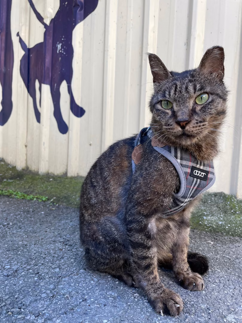 The cat, from the shelter's listing