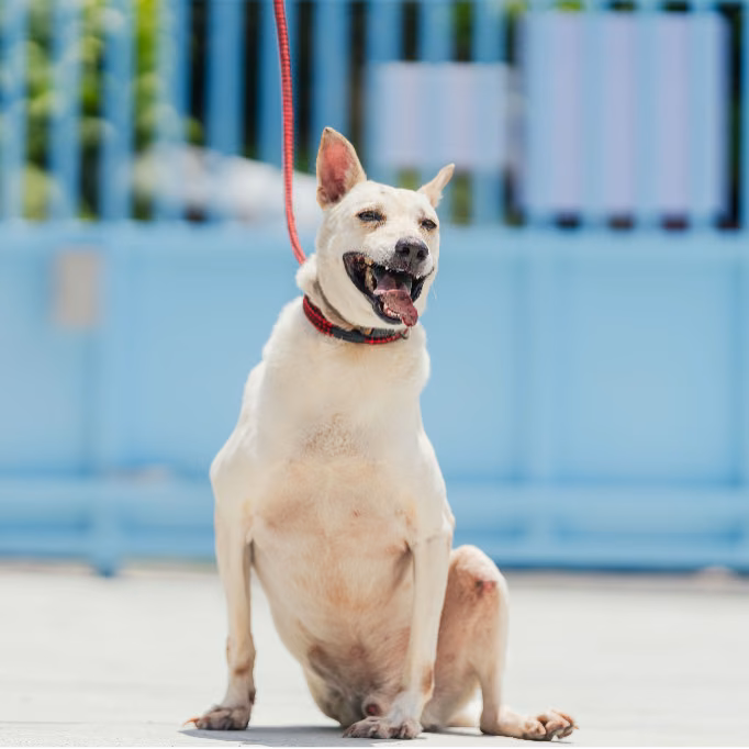 The dog, from the shelter's listing