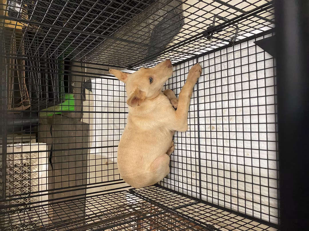 The dog, from the shelter's listing
