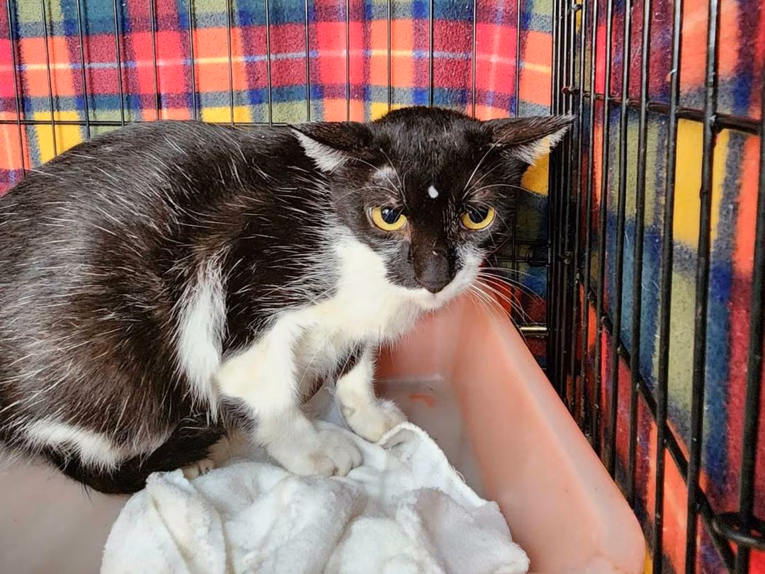 The cat, from the shelter's listing