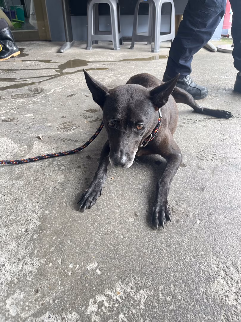 The dog, from the shelter's listing
