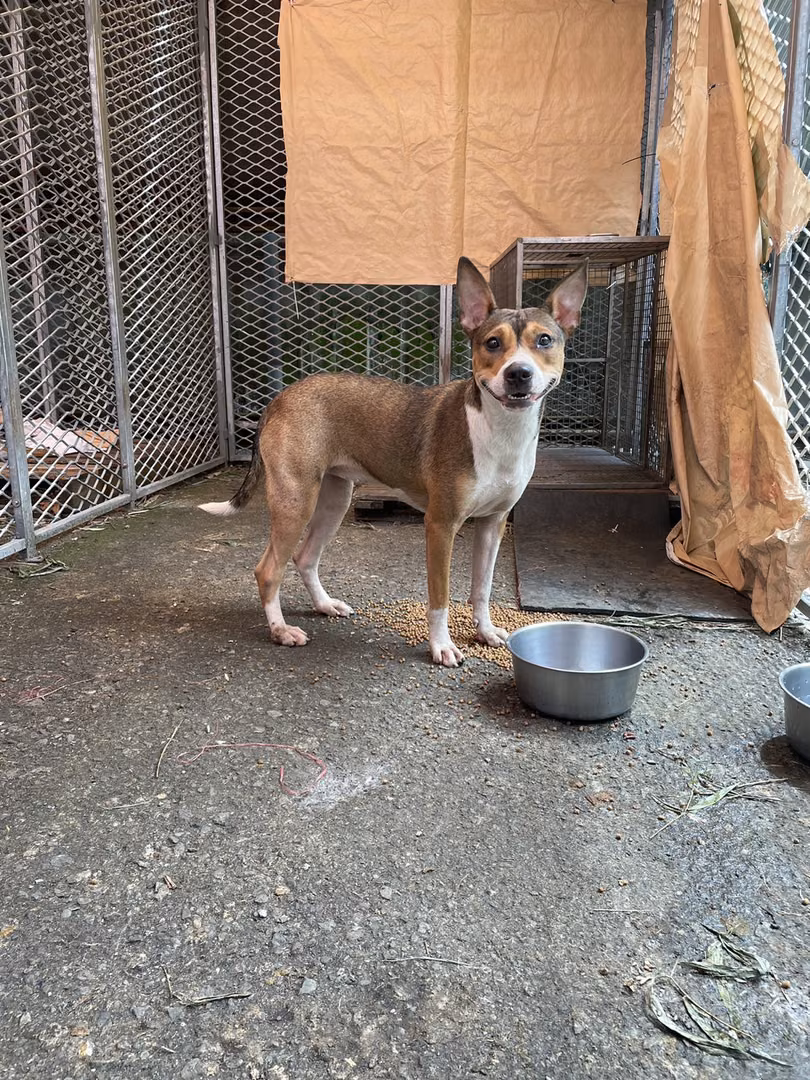 The dog, from the shelter's listing