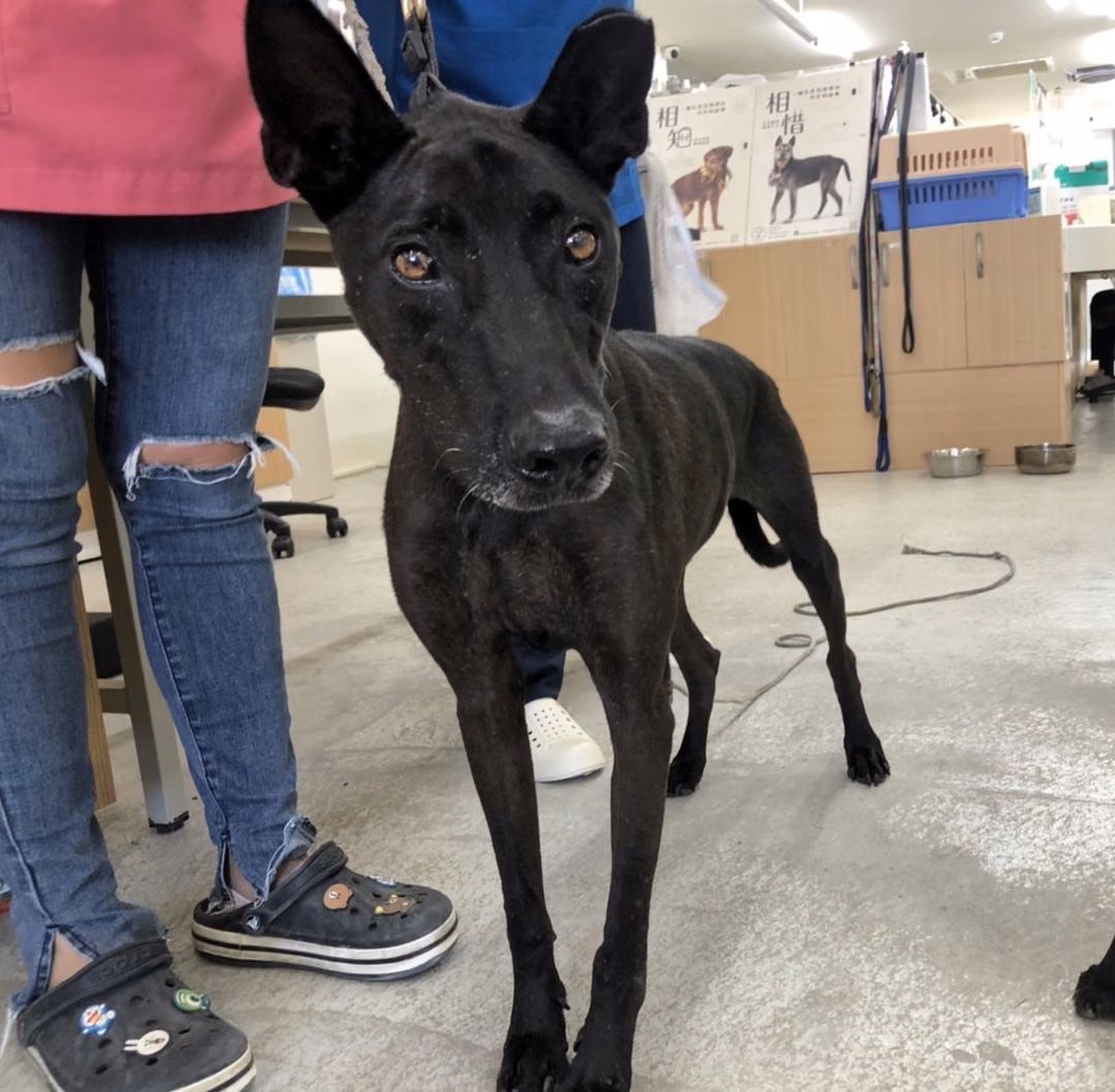 The dog, from the shelter's listing