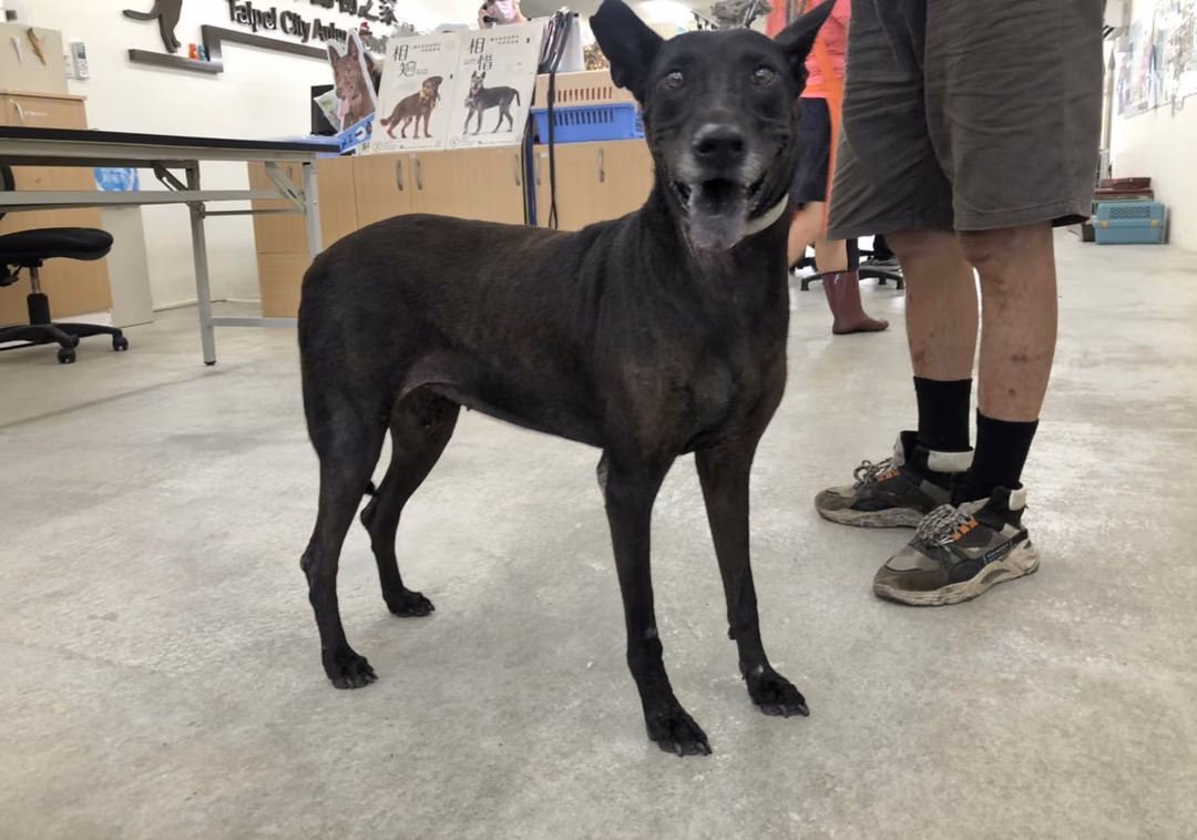 The dog, from the shelter's listing