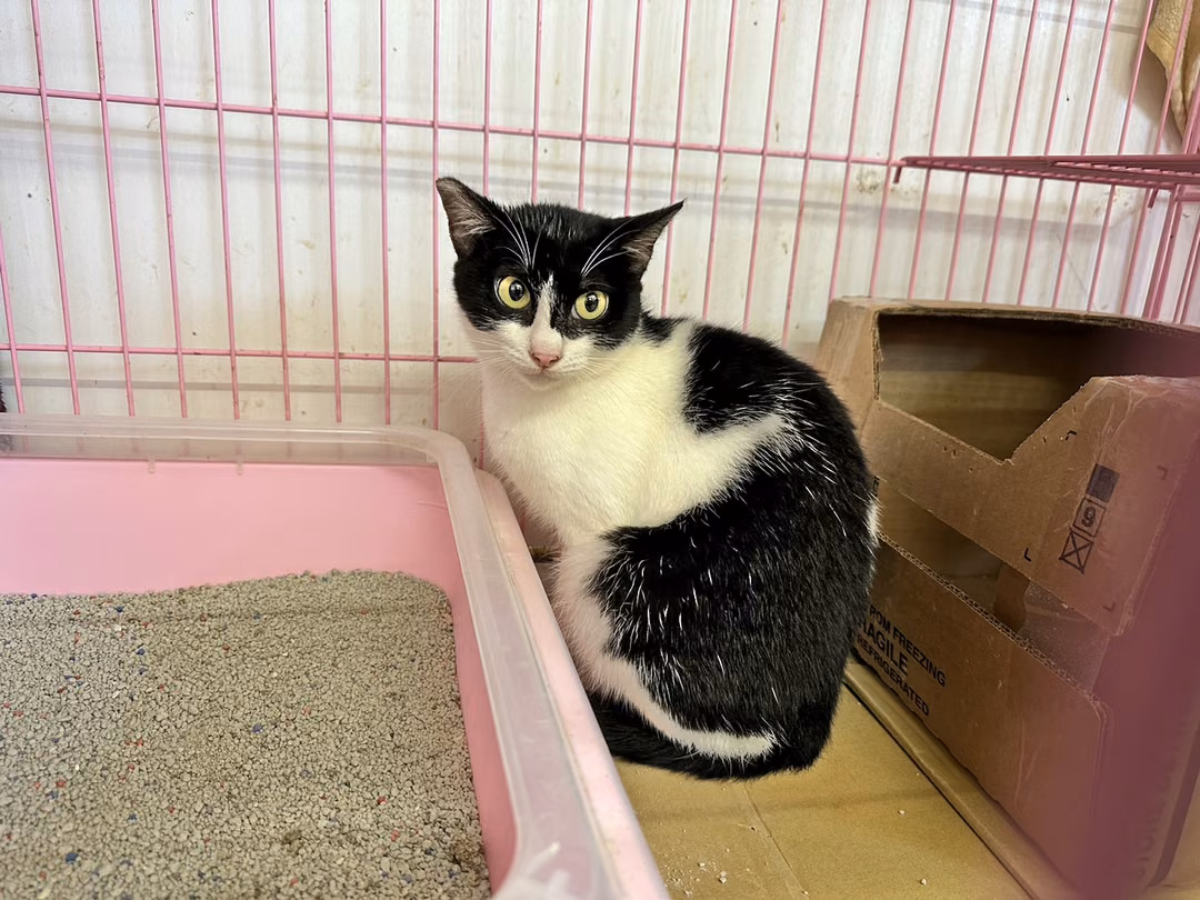 The cat, from the shelter's listing