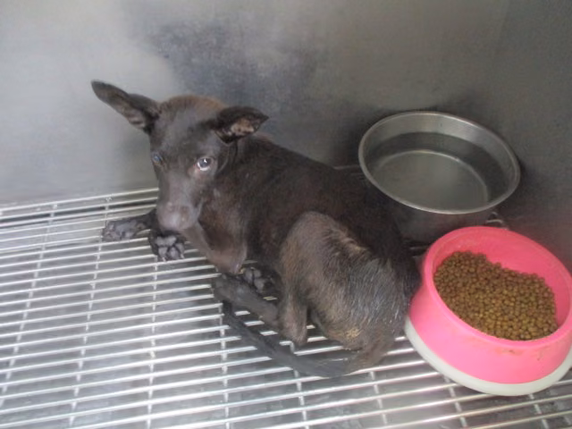 The dog, from the shelter's listing