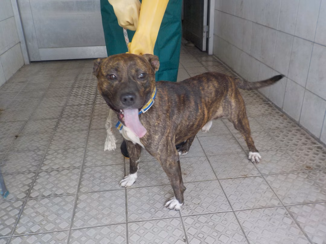 The dog, from the shelter's listing