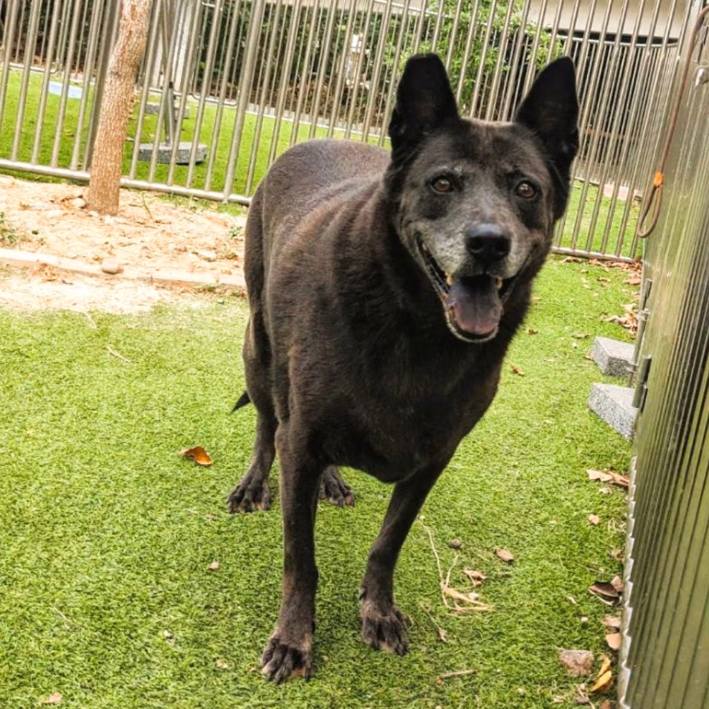 The dog, from the shelter's listing