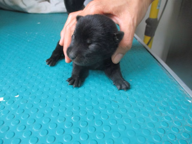 The dog, from the shelter's listing