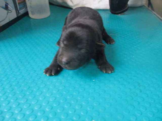 The dog, from the shelter's listing