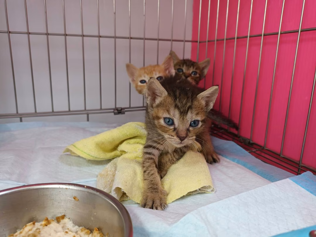 The cat, from the shelter's listing