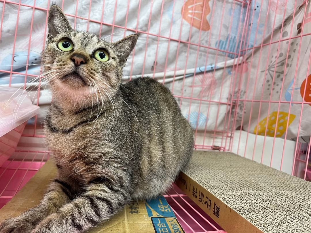 The cat, from the shelter's listing