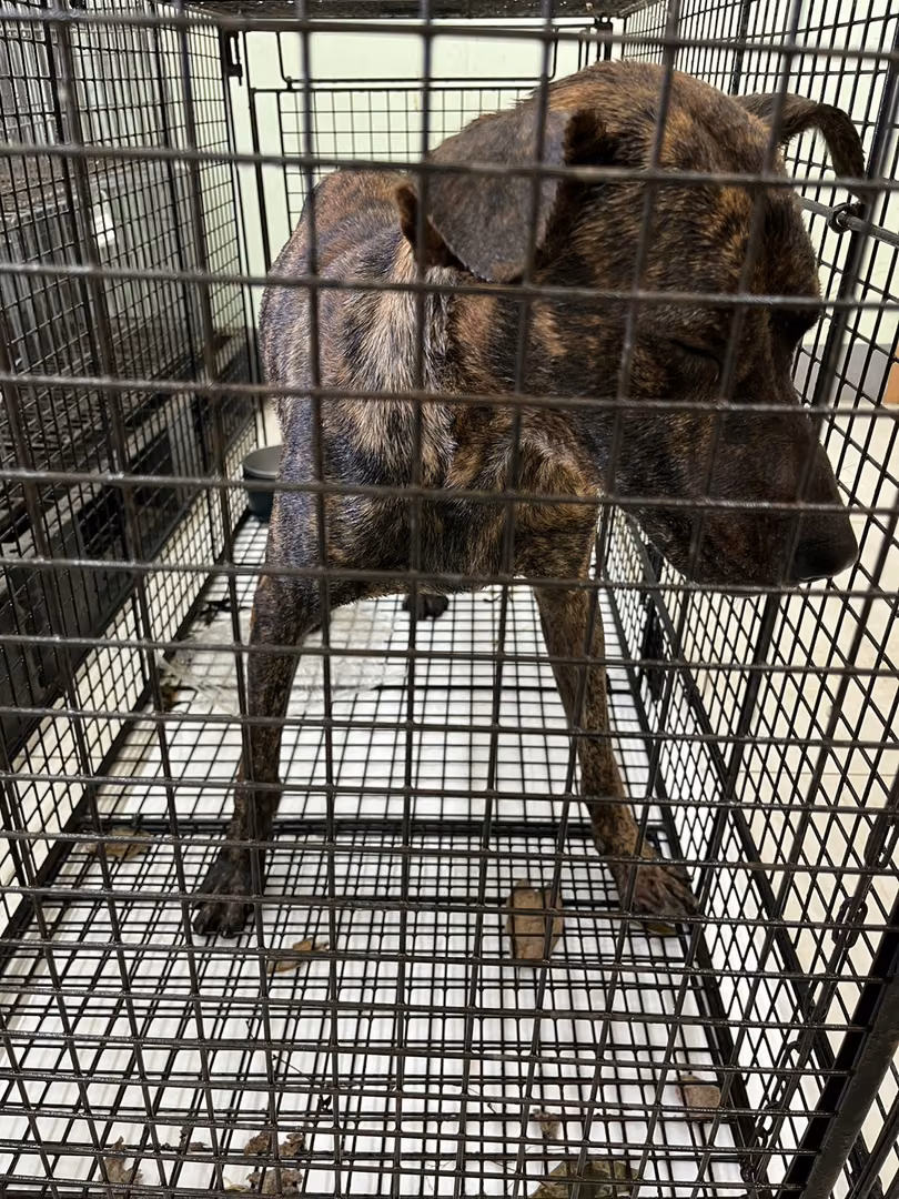 The dog, from the shelter's listing