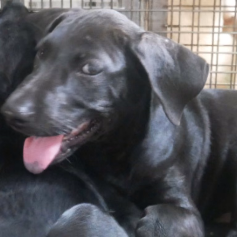 The dog, from the shelter's listing