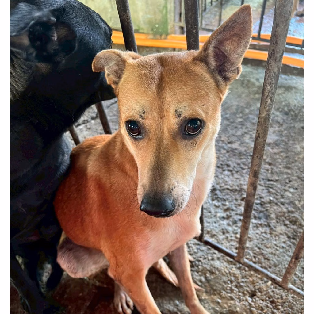 The dog, from the shelter's listing