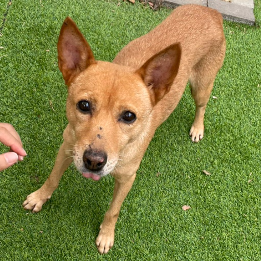 The dog, from the shelter's listing
