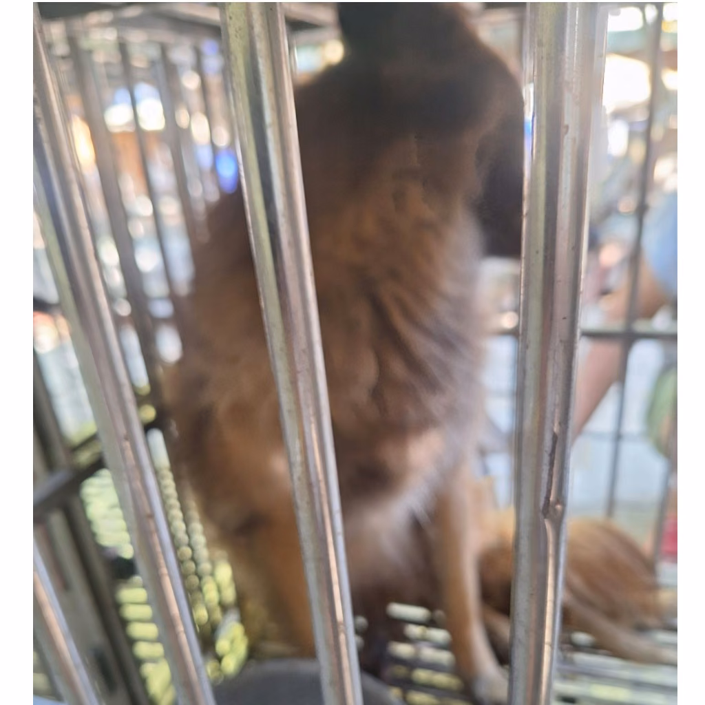 The dog, from the shelter's listing