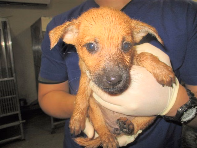 The dog, from the shelter's listing