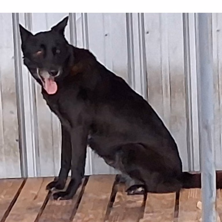 The dog, from the shelter's listing