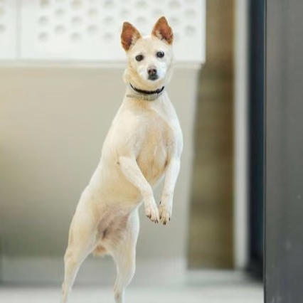 The dog, from the shelter's listing