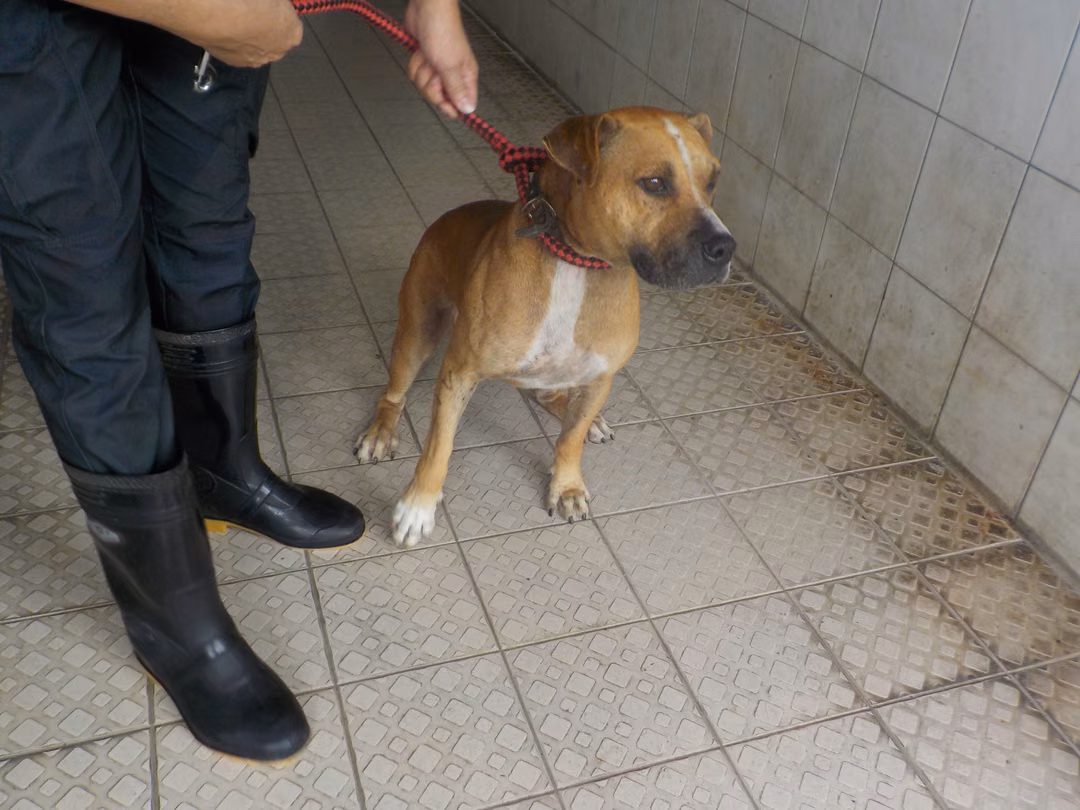 The dog, from the shelter's listing