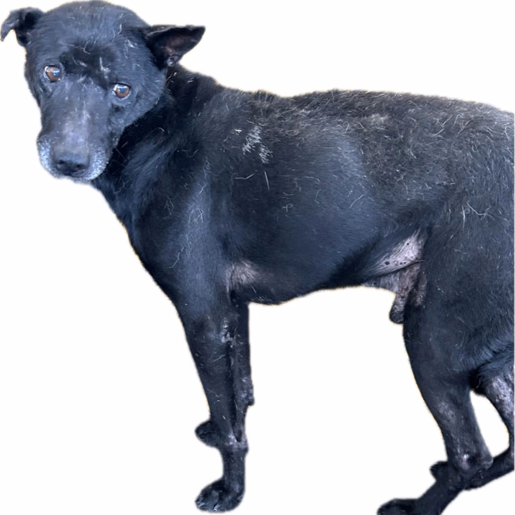 The dog, from the shelter's listing