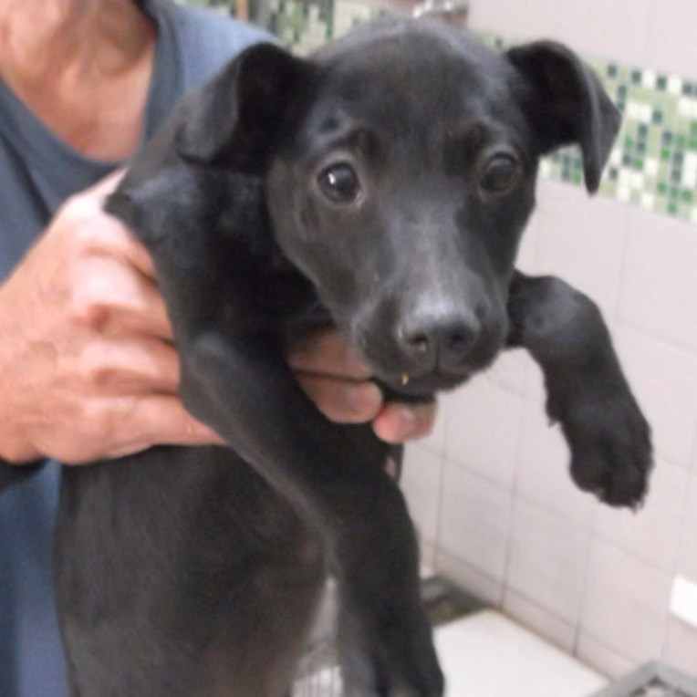 The dog, from the shelter's listing