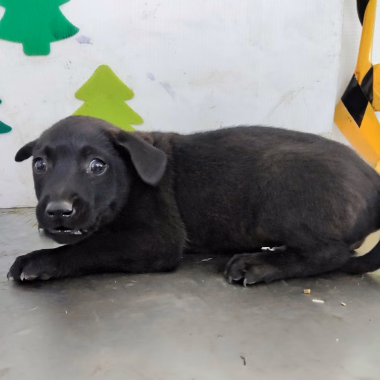 The dog, from the shelter's listing