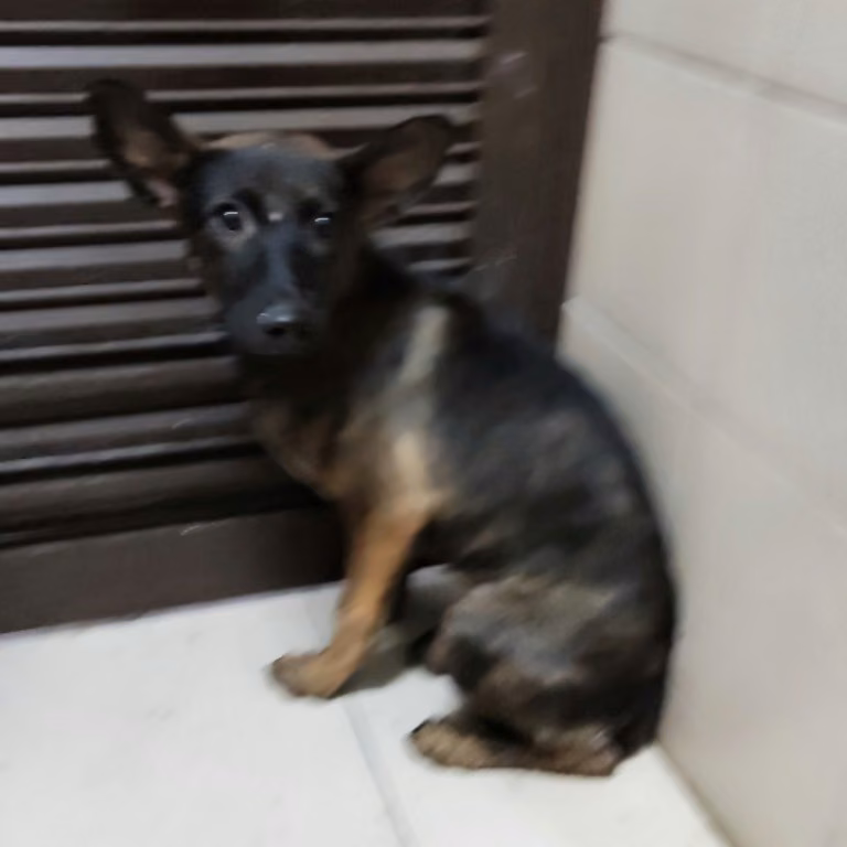 The dog, from the shelter's listing