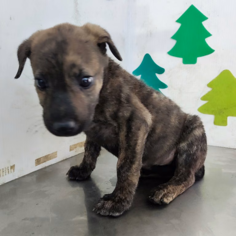 The dog, from the shelter's listing