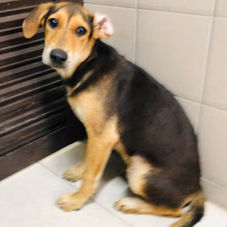 The dog, from the shelter's listing