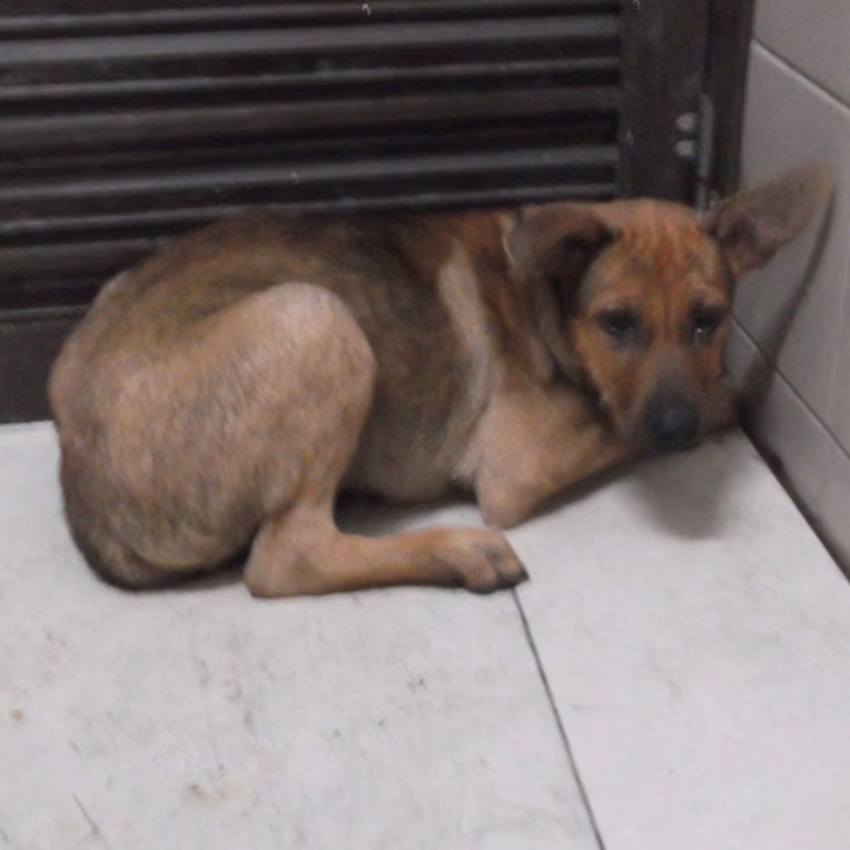 The dog, from the shelter's listing
