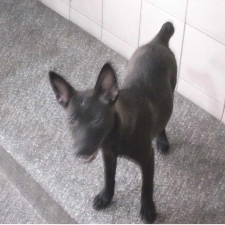 The dog, from the shelter's listing